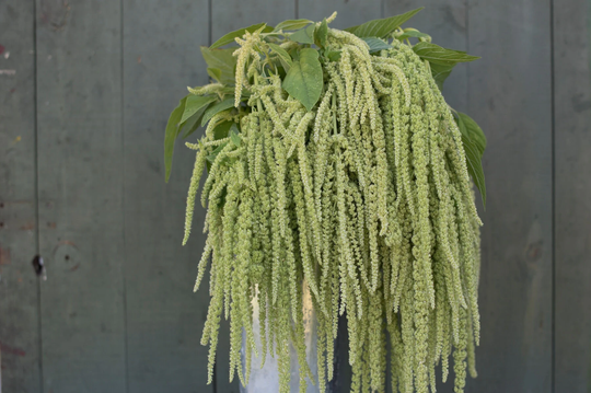 Usa Seller Emerald Falls Amaranth Seeds 200 Seeds Heirloom Amaranthus