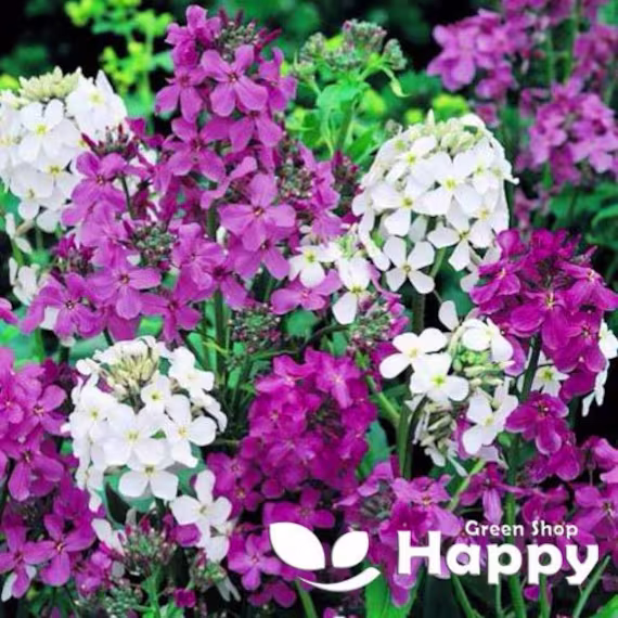 1500 Seeds - Sweet Rocket Mix Hesperis Matronalis Biennial Flower Dame's