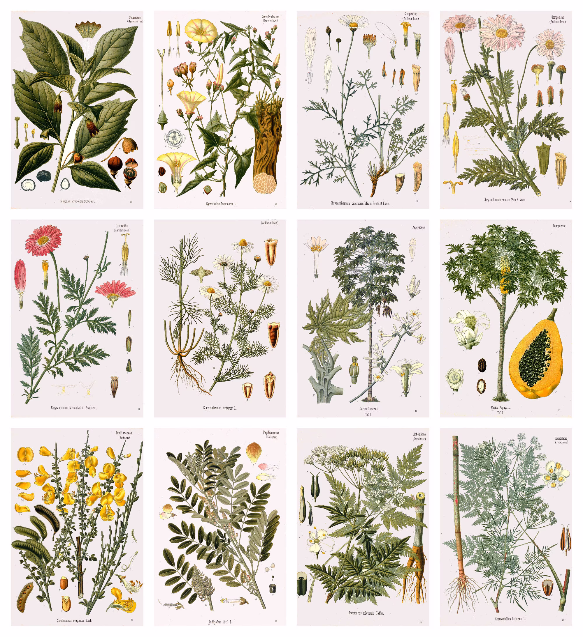 12 X Köhler's Medicinal Plants Postcards #2 - A Set Of Reproduction Art 300Gsm Premium-Quality Matte Photo Card