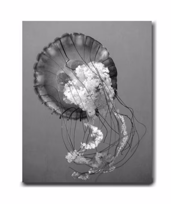 Black & White Jellyfish Art Photography Print Or Canvas, Large Grey Beach Bathroom Decor, Laundry Room Powder Wal