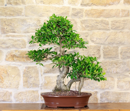 Common Fig Bonsai Ficus Carica Houseplant Seeds - Tropical Indoor House Plant 15 Fresh Rare Easy To Grow