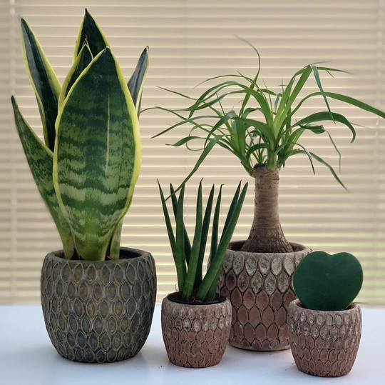 Moroccan Style Decorative Ceramic Planter / Plant Pot