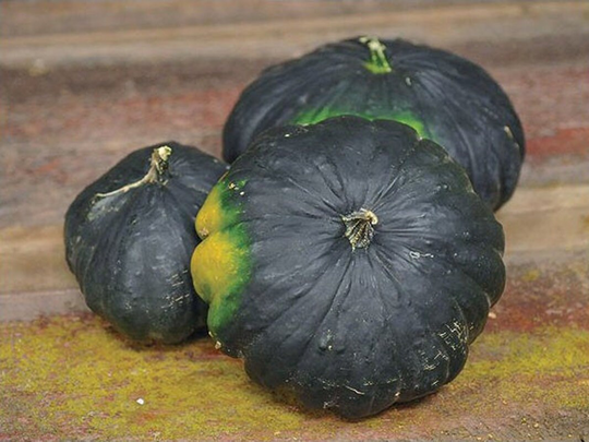Rare Original Vegetable Seeds Squash Zucchini Gagat "Jet