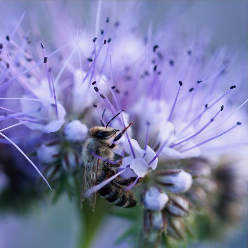 3000 Organic Phacelia Tanacetifolia Flower Seeds Samen Somen Zaad Zaden Graines Semi Sementi Semillas Fantastic For Pollinators Green Manure