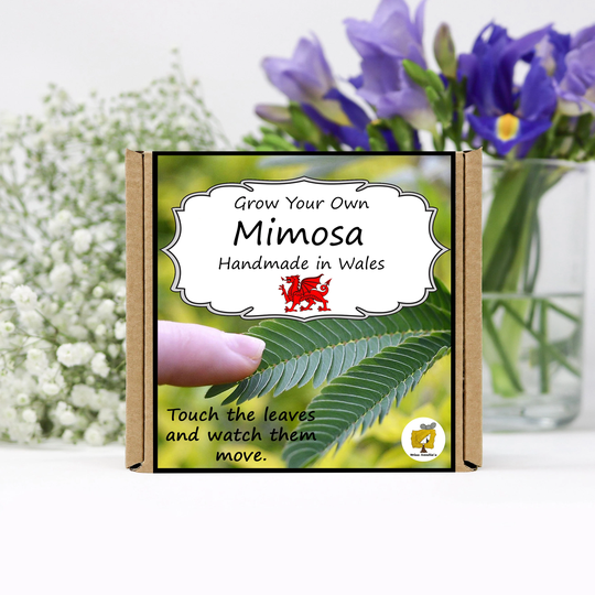Grow Your Own Mimosa Plant Kit. Seeds Growing Kit. Gardening Gifts For Women, Men, Him, Her, Grandad & Children