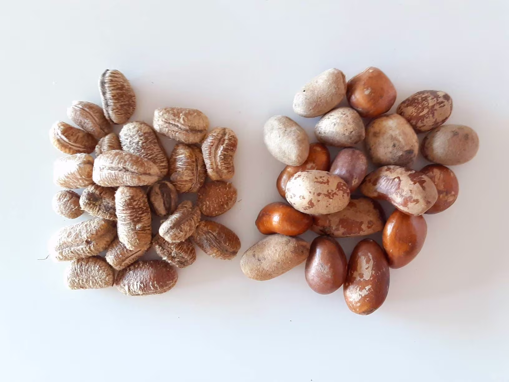 Calabash Nutmeg Wede Aba/ Erhe Ehuru/African Nutmeg | Peeled & Unpeeled 50-100G