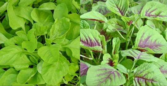 Green Or Red Amaranth Seeds Chinese Spinach Yin Cho Callaloo