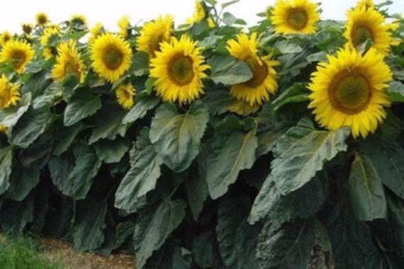 25 Sunspot Sunflower Dwarf Seeds