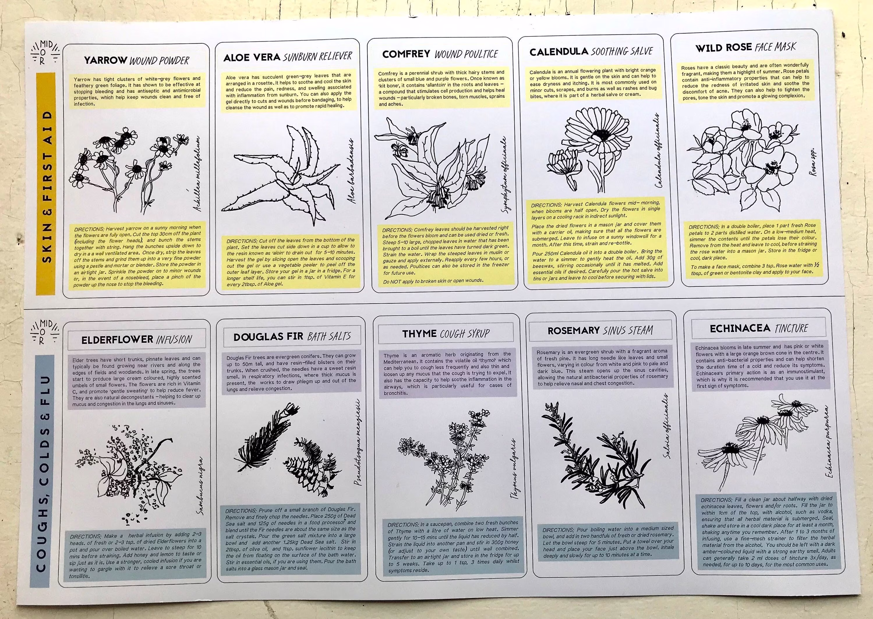 A3 Medicinal Plants Poster // Coughs & Colds Natural Remedies Skin & First Aid Herbalism