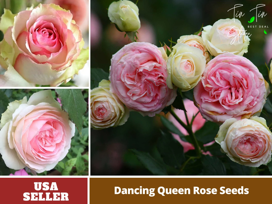 30 Rare Seed - Dancing Queen Rose Seeds-Perennial -Authentic Seeds-Flowers -Organic. Non Gmo -Vegetable Seeds-Mix Seeds For Plant-B3G1 - #1090
