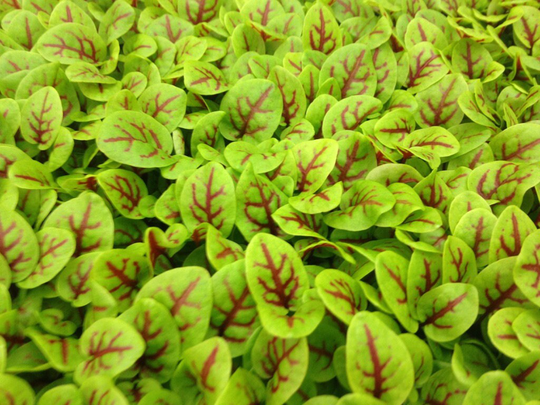 Sprouting Red Veined Sorrel Microgreens Seeds - 500 Organic Microgreen Seeds Approximately