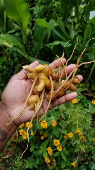 4 Organic Shampoo Awapuhi Ginger Rhizomes