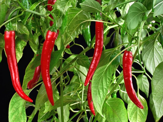 Hot Pepper - Chili De Cayenne 0.5G/50 Organic Seeds Capsicum Annum Gmo Free