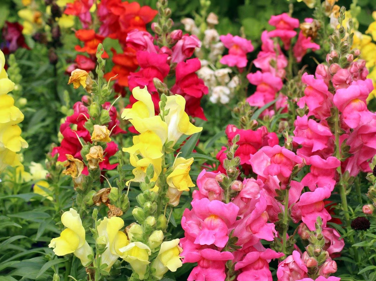 Snapdragon Mixed Colors - 100 Seeds- Non Gmo