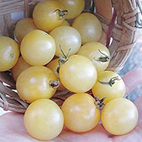Tomato Seeds Snow Cherry About 40