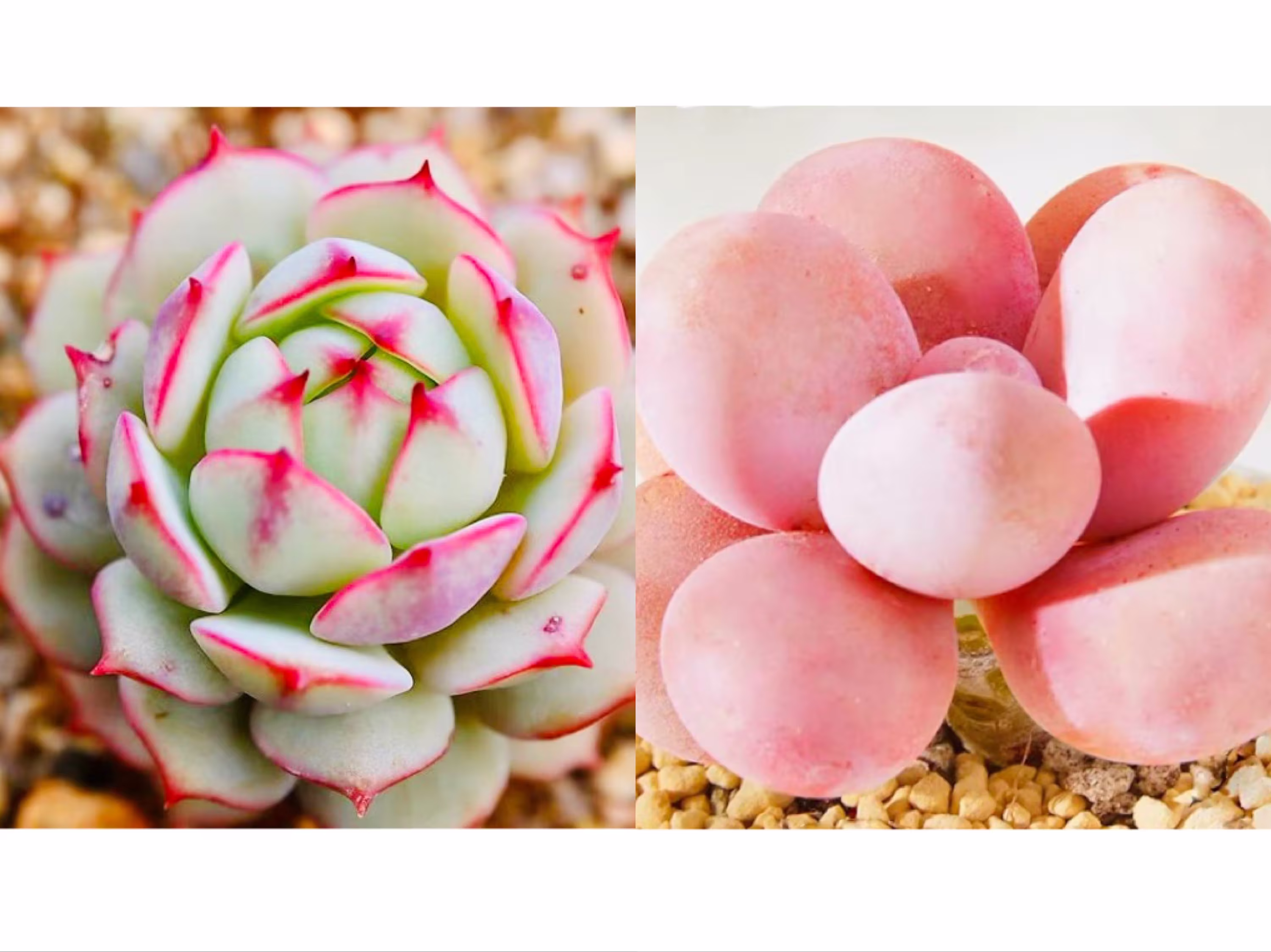 10 Seeds Echeveria "Captain Hay' X Pachyphytum