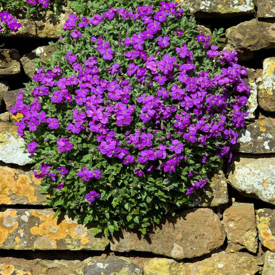 Rock Cress-Purple 50 Seeds - Deer Resistant Aubrieta Hybrida Hendersonii