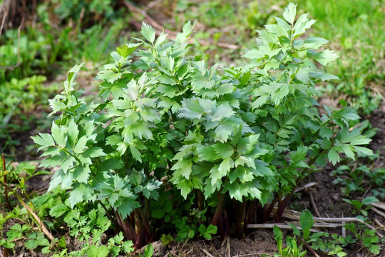 Herb Seeds Lyubystok