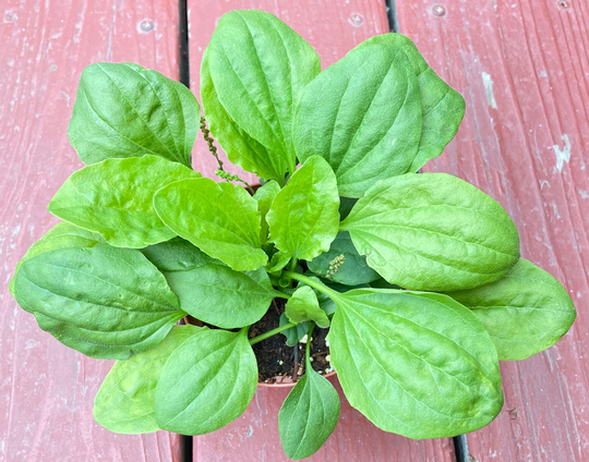 250 Chinese Plantain Plantago Asiatica Broadleaf Plantain Herb 车前草 Seeds-Hp01