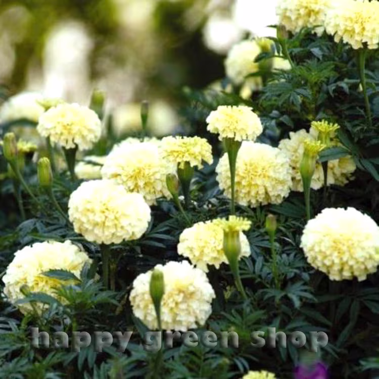 Marigold French Vanilla F1 - 6 Seeds Tagetes Erecta Nana Flower