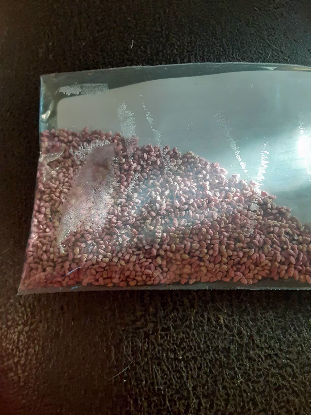 Black Raspberry Seeds