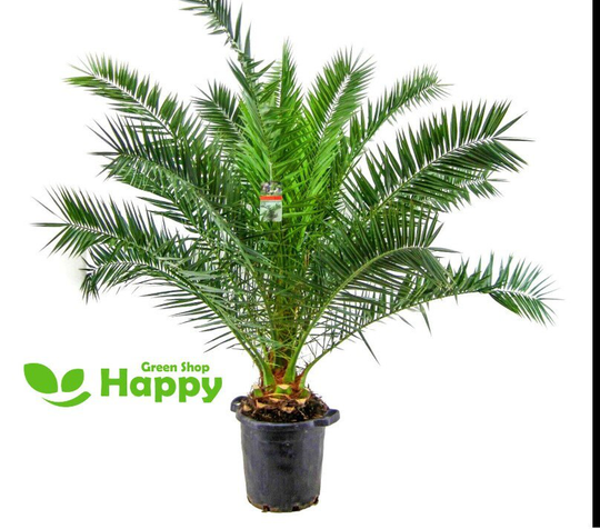 Canary Island Palm - 5 Seeds Phoenix Canariensis -Perennial House Plant