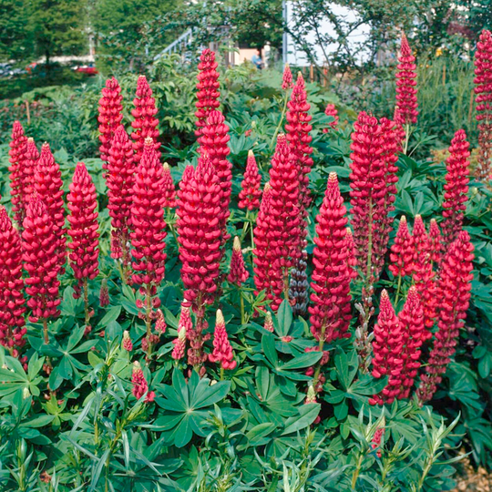 Lupine - My Castle Seeds Scarlet Red Perennial 10 Lupinus Polyphyllus