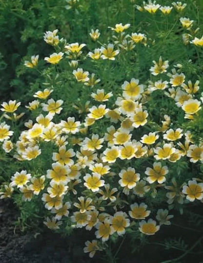 Poached Egg Flower 25 Seeds Annual | Cheerful & Early To Flower