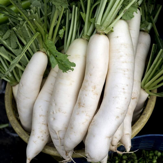 Vegetable Seeds, Radish - Long White Icicle, 200 Seeds Minimum Per Packet.