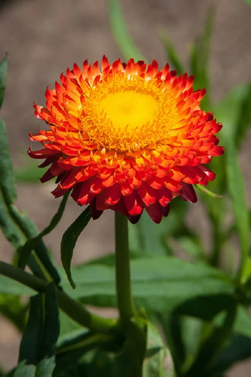 Bin1D#2 Helichrysum Seeds Helichysum Montrosum Fireball 1, 000 Strawflower