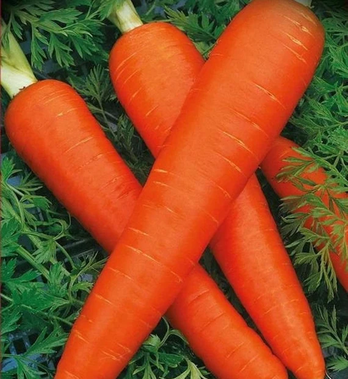 Natural Vegetable Giant Carrot Long Red Seeds Organic Ukraine