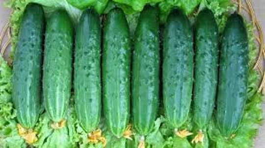 Cucumber Seeds Cuckoo F1