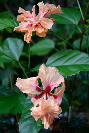 El Capitolio Peach Hibiscus, Hibiscus Rosa-Sinensis, Live Plant in A Container With Soil, Potted. Pot Size 3 Or 4