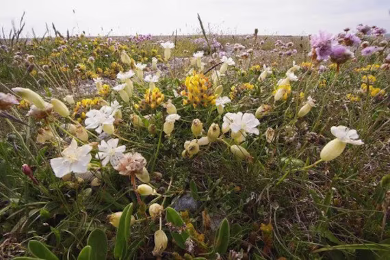Sea Campion - Silene Uniflora Approx. 100 Seeds Wild Flower Seeds