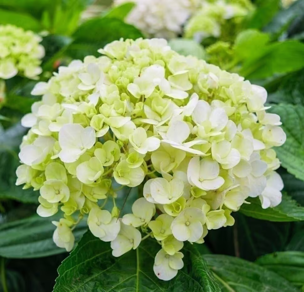5 Yellow Hydrangea Flower Seeds - Florists Perennial Hardy Garden Shrubs Plant