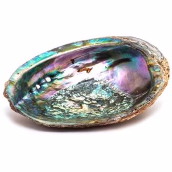 Abalone Shell