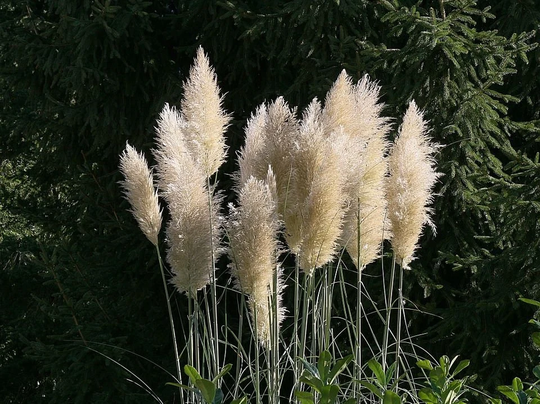 Pampa Grass Cortaderia White Feather X50 Seeds, Ornamental Fairy Flower Seeds