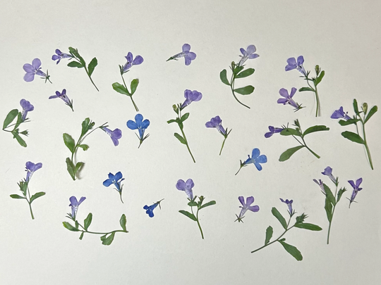 25 Dried & Pressed Organic Lobelia Flowers