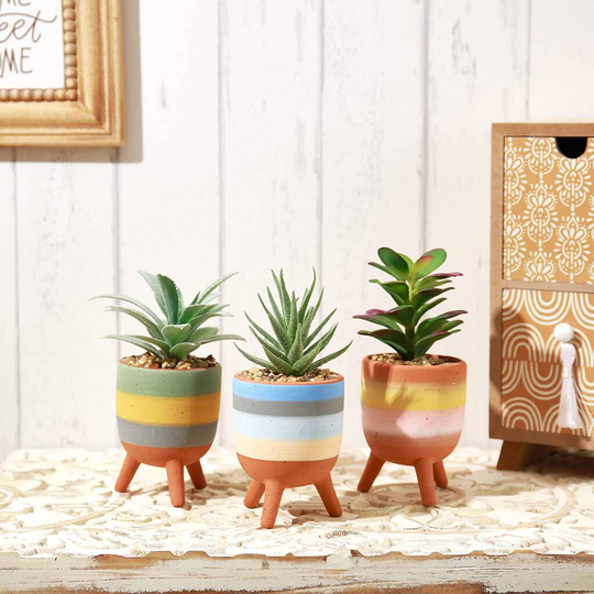Set Of Three Succulent Plants In Terracotta Pots