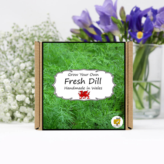 Grow Your Own Herbs Kit / Dill