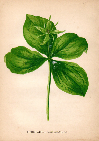 Original 1860 Victorian Flower Plant Print Botanical Chromolithograph - Herb-Paris