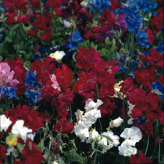 Sweet Pea Snoopea Mixed X 25 Seeds, Dwarf Non-Tendril Habit Compact | Basket Var