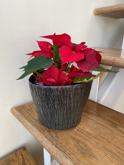 Original Handmade Ceramic Houseplant Cache Pot With Hand Carved Texture