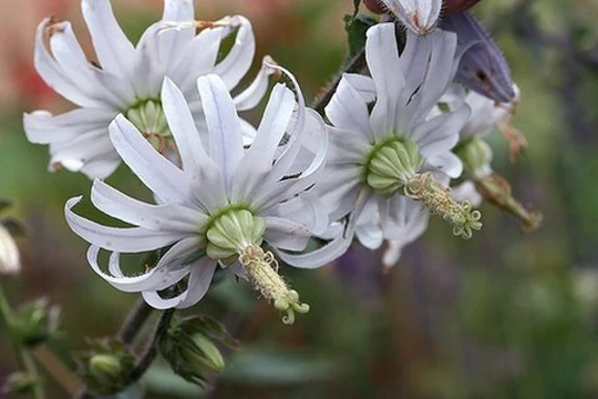 50 Michauxia Campanuloides Seeds, Rough Leaved