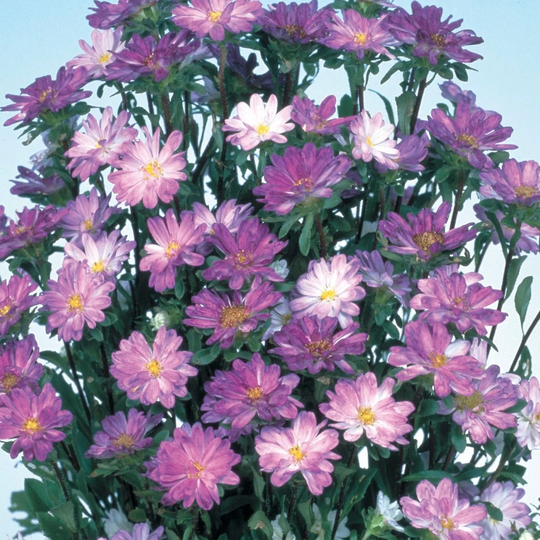 Aster Seeds 50 Serenade Blue & White Cut Flower