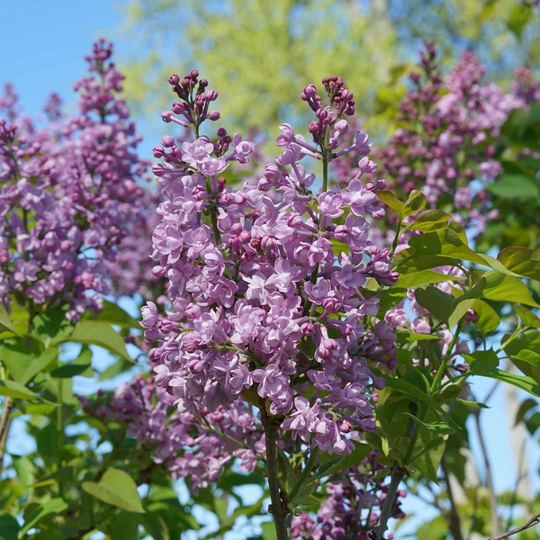 Live 4 1/2 Inch Potted Lilac Double Blue