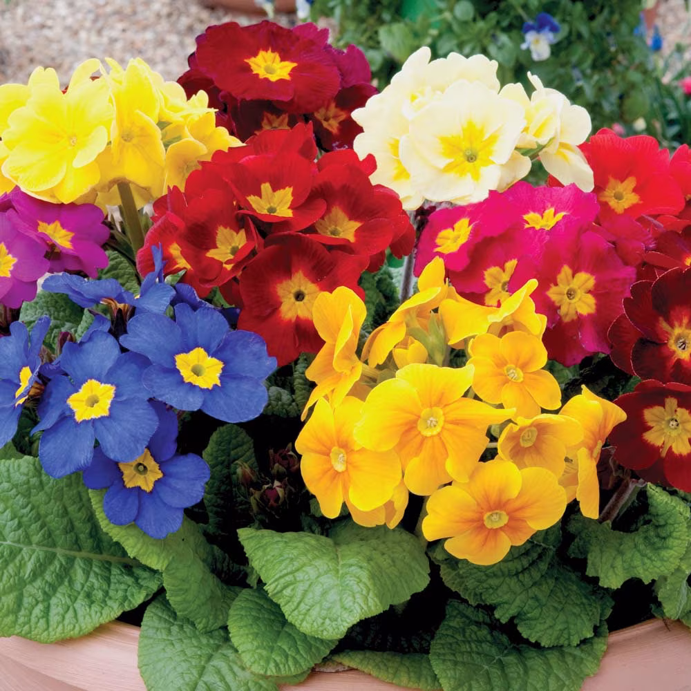 Polyanthus Exhibition Giant Strain. X25 Seeds , Hardy Perennial, Fairy Flower Seeds