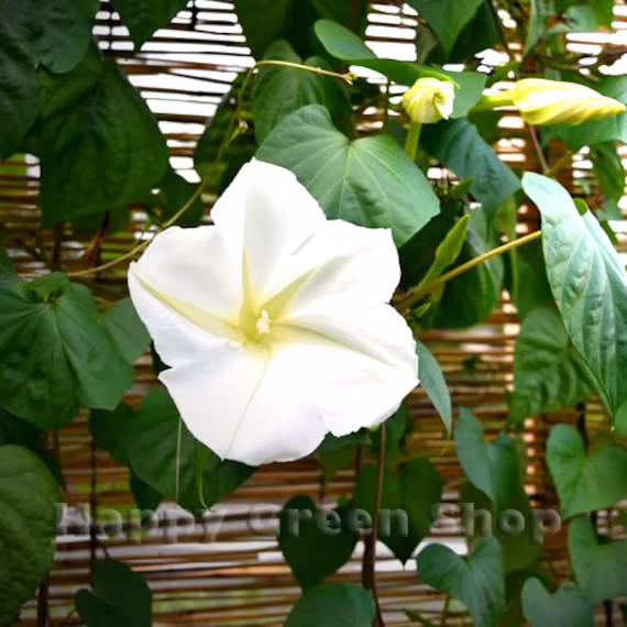 Ipomoea Moonflower - 10 Seeds Ipomoea Noctiflora Alba Fragrant Climber