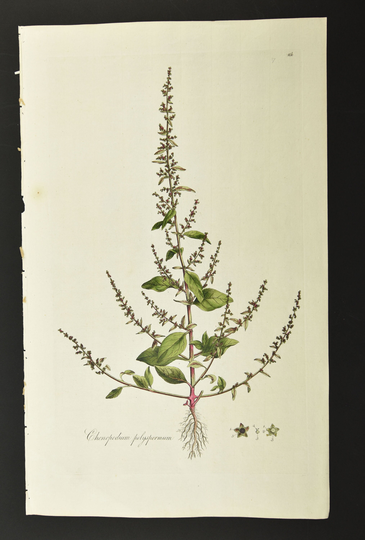 Original 18Th C. Curtis Botanical Engraving 1st Ed. Flora Londinensis All-Seed