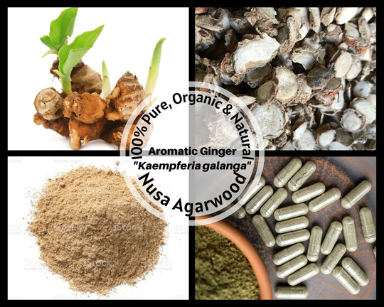 Dried Root/Powder/Capsule - Aromatic Ginger/Sand Cutcherry Resurrection Lily Kaempferia Galanga Organic 100% Non Gmo Fresh